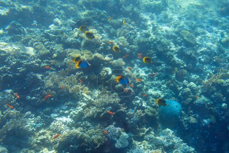 Foto de Mar Rojo paisaje submarino con peces tropicales, Egipto - Imagen libre de derechos