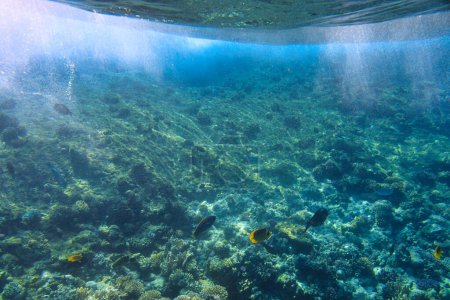 Foto de Mar Rojo paisaje submarino con peces tropicales, Egipto - Imagen libre de derechos