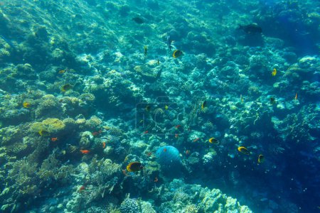 Téléchargez les photos : Mer Rouge paysage sous-marin avec des poissons tropicaux, Egypte - en image libre de droit