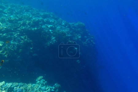 Mer Rouge paysage sous-marin avec des poissons tropicaux, Egypte
