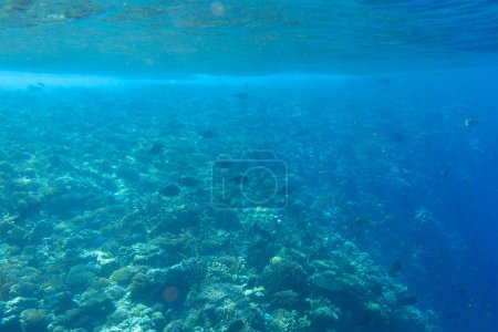 Photo for Red Sea underwater scenery with tropical fishes, Egypt - Royalty Free Image