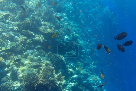 Téléchargez les photos : Mer Rouge paysage sous-marin avec des poissons tropicaux, Egypte - en image libre de droit