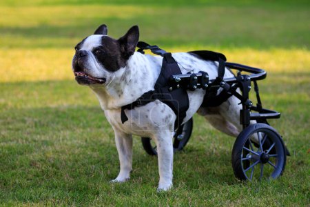 Foto de Bulldog francés paralizado en una silla de ruedas para perros. - Imagen libre de derechos