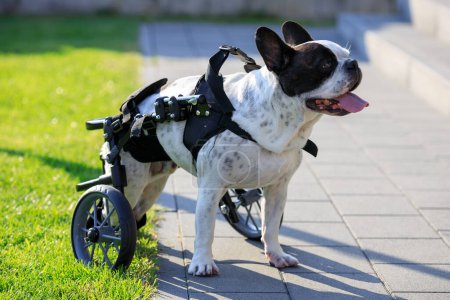 Foto de Bulldog francés paralizado en una silla de ruedas para perros. - Imagen libre de derechos