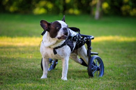 Paralyzed French Bulldog on a dog wheelchair.