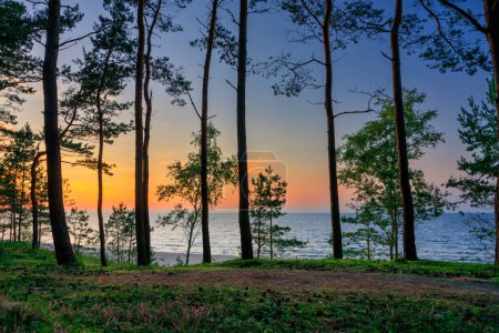 Foto de Bosque de pinos junto a la playa del Mar Báltico en Sztutowo al atardecer, Polonia - Imagen libre de derechos