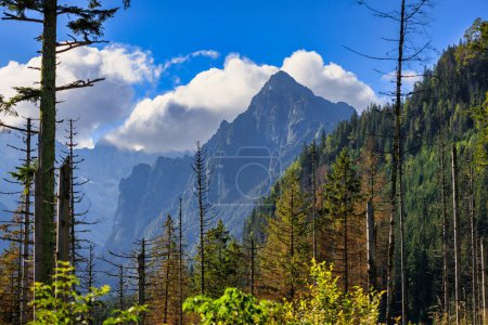 Téléchargez les photos : Beau paysage dans les montagnes Tatra en été, Pologne - en image libre de droit