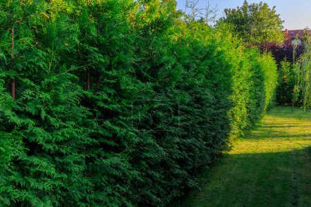 Foto de Jardín verde con un seto de thujas en verano. - Imagen libre de derechos