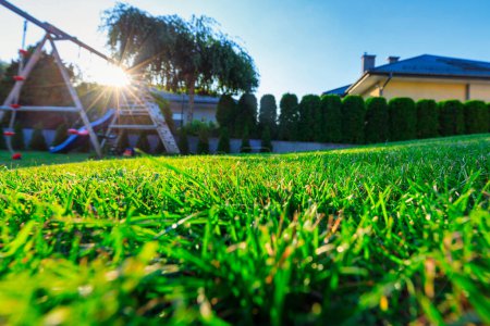 Téléchargez les photos : Une herbe luxuriante dans le jardin avec le soleil couchant - en image libre de droit