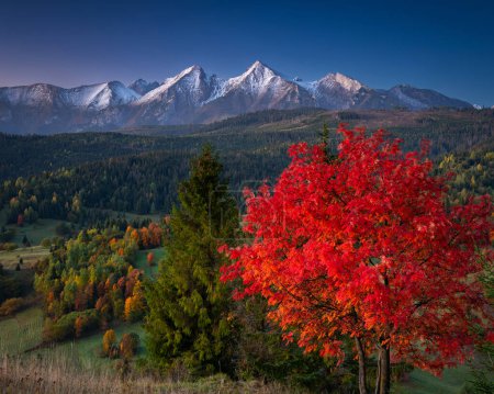 Photo for Beautiful autumn with a red tree under the Tatra Mountains at sunrise. Slovakia - Royalty Free Image