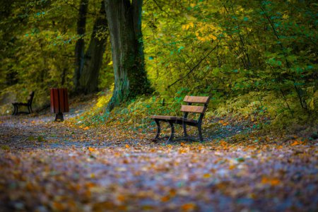 Foto de Callejón de otoño en el parque con un banco vacío. Polonia - Imagen libre de derechos