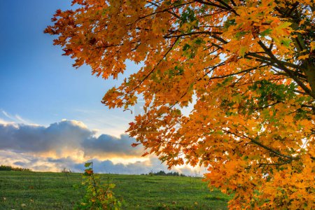 Foto de Hermoso paisaje con árboles de otoño al atardecer. Polonia - Imagen libre de derechos