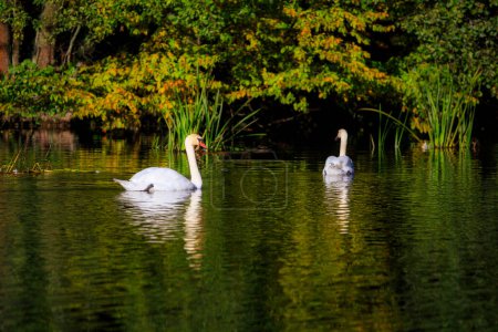 Photo for Swans swimming on the river in the autumn landscape of Kashubia. Poland - Royalty Free Image