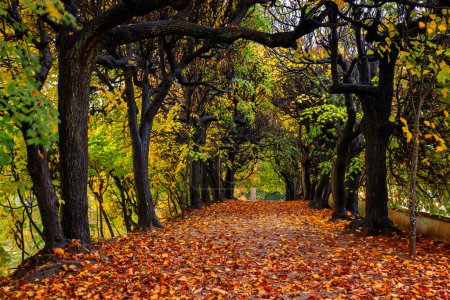 Téléchargez les photos : Automne avec feuilles jaunes dans le parc public de Gdansk Oliwa, Pologne - en image libre de droit