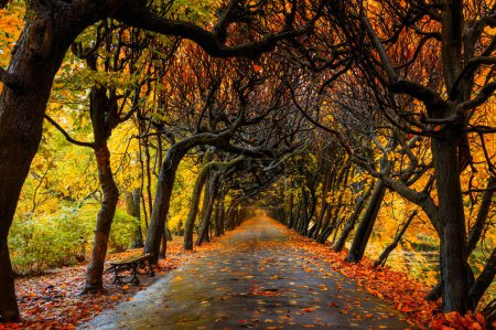 Foto de Callejón de otoño con hojas amarillas en el parque público de Gdansk Oliwa, Polonia - Imagen libre de derechos