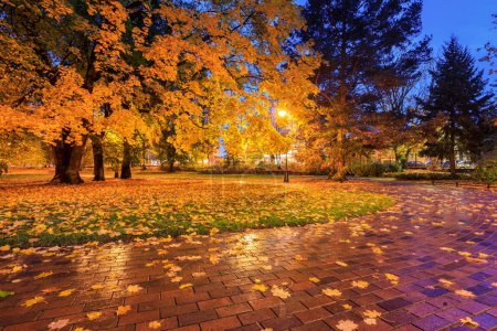 Téléchargez les photos : Automne avec feuilles jaunes dans le parc public de Gdansk Oliwa, Pologne - en image libre de droit