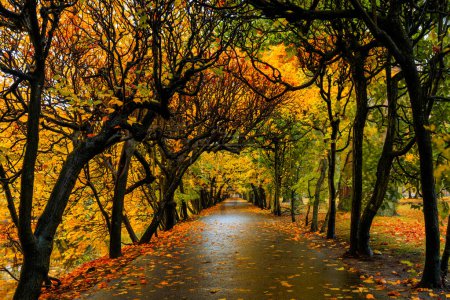 Téléchargez les photos : Ruelle d'automne aux feuilles jaunes dans le parc public de Gdansk Oliwa, Pologne - en image libre de droit