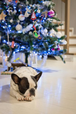 Foto de Bulldog francés durmiendo bajo el árbol de navidad - Imagen libre de derechos