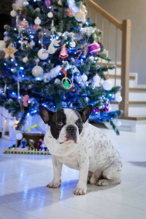 Téléchargez les photos : Bulldog français assis sous le sapin de Noël - en image libre de droit