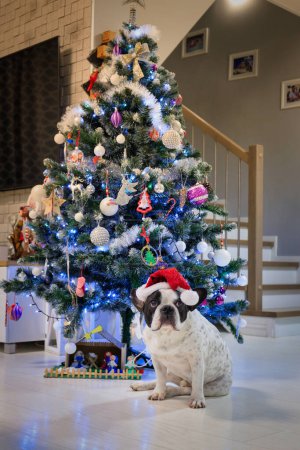 Photo for French bulldog dressed up in santa hat under the Christmas tree - Royalty Free Image