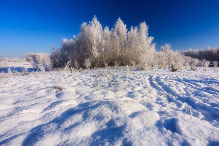 Téléchargez les photos : Beaux arbres gelés dans la forêt en hiver en Pologne - en image libre de droit