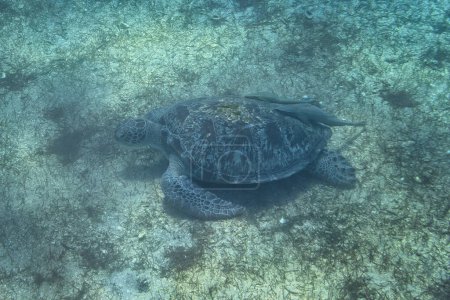 Téléchargez les photos : Énorme tortue verte nageant dans la mer Rouge d'Egypte - en image libre de droit