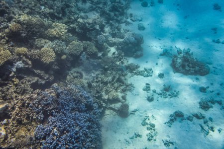 Foto de Mar Rojo paisaje submarino con el arrecife de coral, Egipto - Imagen libre de derechos