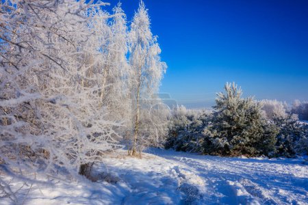 Foto de Hermosos árboles congelados en el bosque durante el invierno en Polonia - Imagen libre de derechos