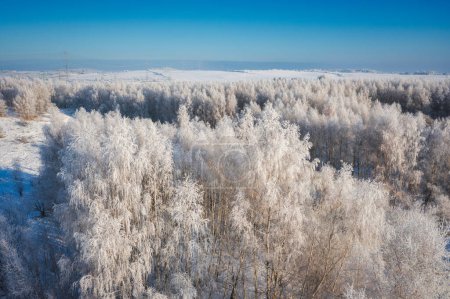 Foto de Hermosos árboles congelados en el bosque durante el invierno en Polonia - Imagen libre de derechos
