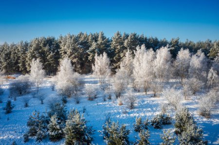 Photo for Beautiful frozen trees in the forest during winter in Poland - Royalty Free Image