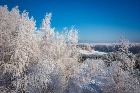 Téléchargez les photos : Beaux arbres gelés dans la forêt en hiver en Pologne - en image libre de droit