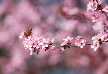 Téléchargez les photos : Ruelle printanière de cerisiers roses en fleurs
. - en image libre de droit