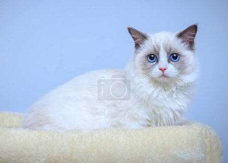 Foto de Un gatito Ragdoll de ojos azules sentado en una cama - Imagen libre de derechos