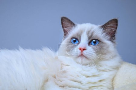 Foto de Un gatito Ragdoll de ojos azules acostado en una cama - Imagen libre de derechos