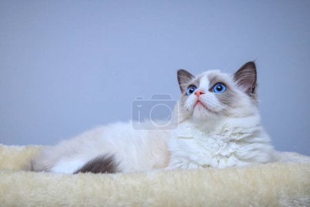 Foto de Un gatito Ragdoll de ojos azules sentado en una cama - Imagen libre de derechos