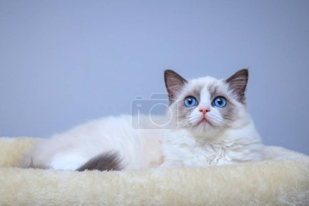 Foto de Un gatito Ragdoll de ojos azules acostado en una cama - Imagen libre de derechos
