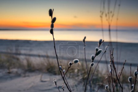 Photo for A beautiful sunset on the beach of the Sobieszewo Island at the Baltic Sea at spring. Poland - Royalty Free Image