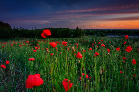 Téléchargez les photos : Belle prairie avec les fleurs de pavot au coucher du soleil, Pologne - en image libre de droit