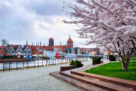 Foto de Flores de árboles floreciendo en primavera sobre el río Motlawa en Gdansk. Polonia - Imagen libre de derechos