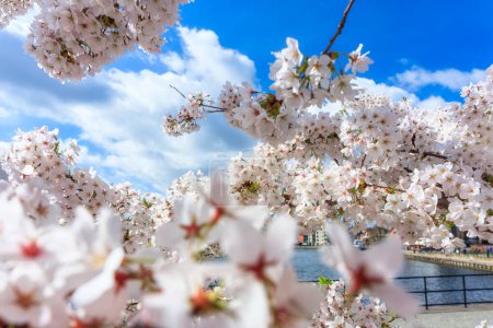 Téléchargez les photos : Fleurs d'arbres fleurissant au printemps sur la rivière Motlawa à Gdansk. Pologne - en image libre de droit