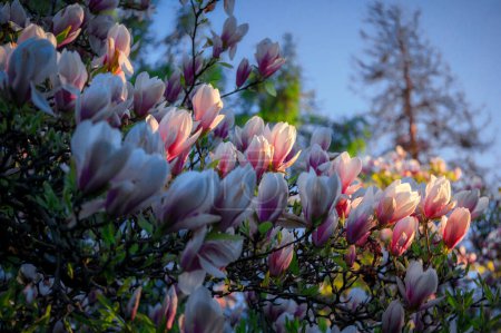Foto de Los árboles que florecen en un parque público de primavera, Gdansk Oliwa. Polonia - Imagen libre de derechos