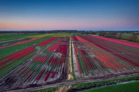 Téléchargez les photos : Coucher de soleil sur le champ de tulipes en fleurs en Pologne - en image libre de droit