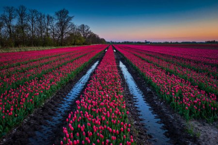 Foto de Puesta de sol sobre el floreciente campo de tulipanes en Polonia - Imagen libre de derechos