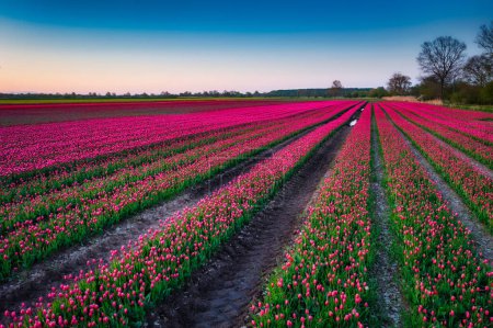 Téléchargez les photos : Sunset over the blooming tulip field in Poland - en image libre de droit