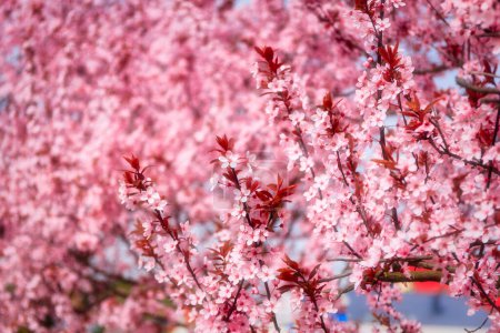 Frühlingsallee der blühenden rosa Kirschbäume.