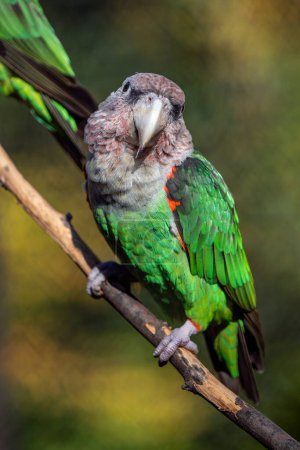 Foto de Loro del Cabo (Poicephalus robustus) ave exótica sentada en el árbol - Imagen libre de derechos