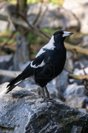 Photo for Australian magpie perched on a stone, Gymnorhina tibicen - Royalty Free Image