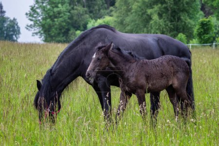 Téléchargez les photos : Friesian mare horse and foal on the meadow. Warlander, a cross between a Friesian and a Lusatian horse. - en image libre de droit