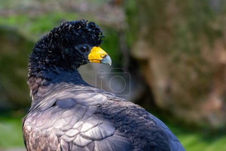 Photo for Portrait of the black curassow (Crax alector) - Royalty Free Image