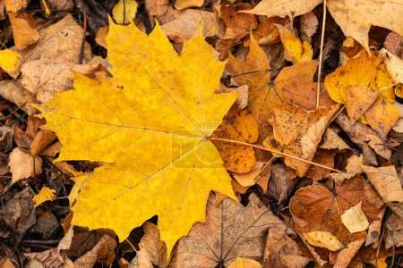 Foto de Autumn leaf of maple tree. Background group autumn leaf. - Imagen libre de derechos